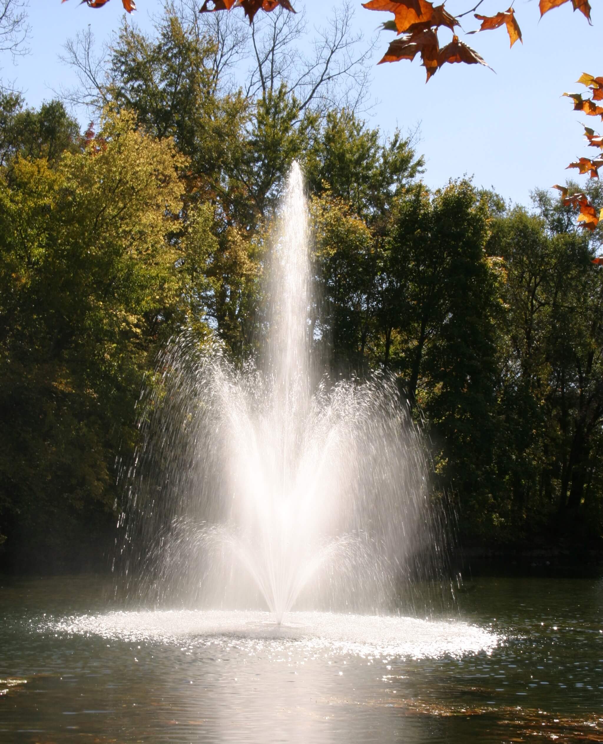 The Roar of The More