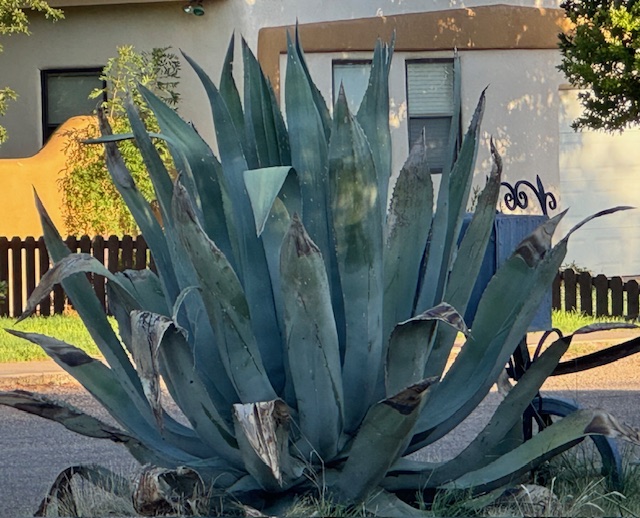 Bloom where you’re planted